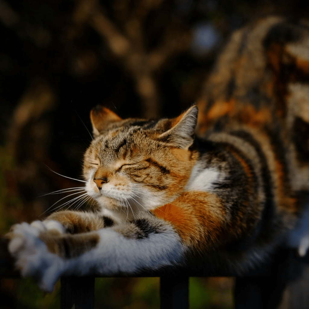 catstretching Dragonfly Editorial