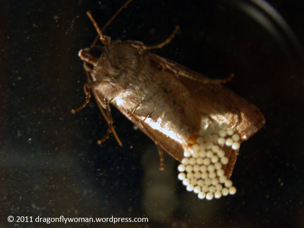 Friday 5 Insect Eggs! The Dragonfly Woman