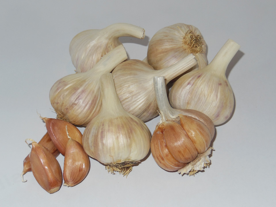 Elephant Garlic Dragon Breath Gourmet Garlic