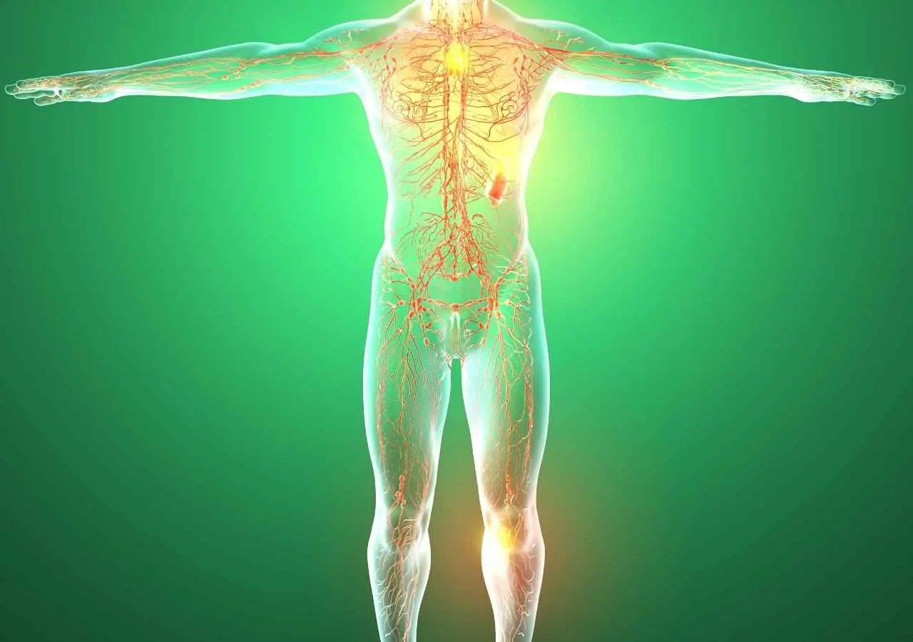 Tissues Of The Body El Paso, TX Doctor Of Chiropractic