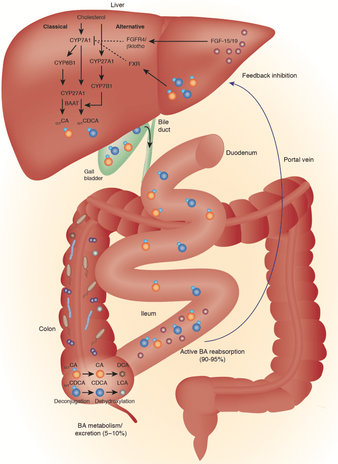 How Bile Acids Help Regulate The Gut Part 1 Chiropractic Scientists