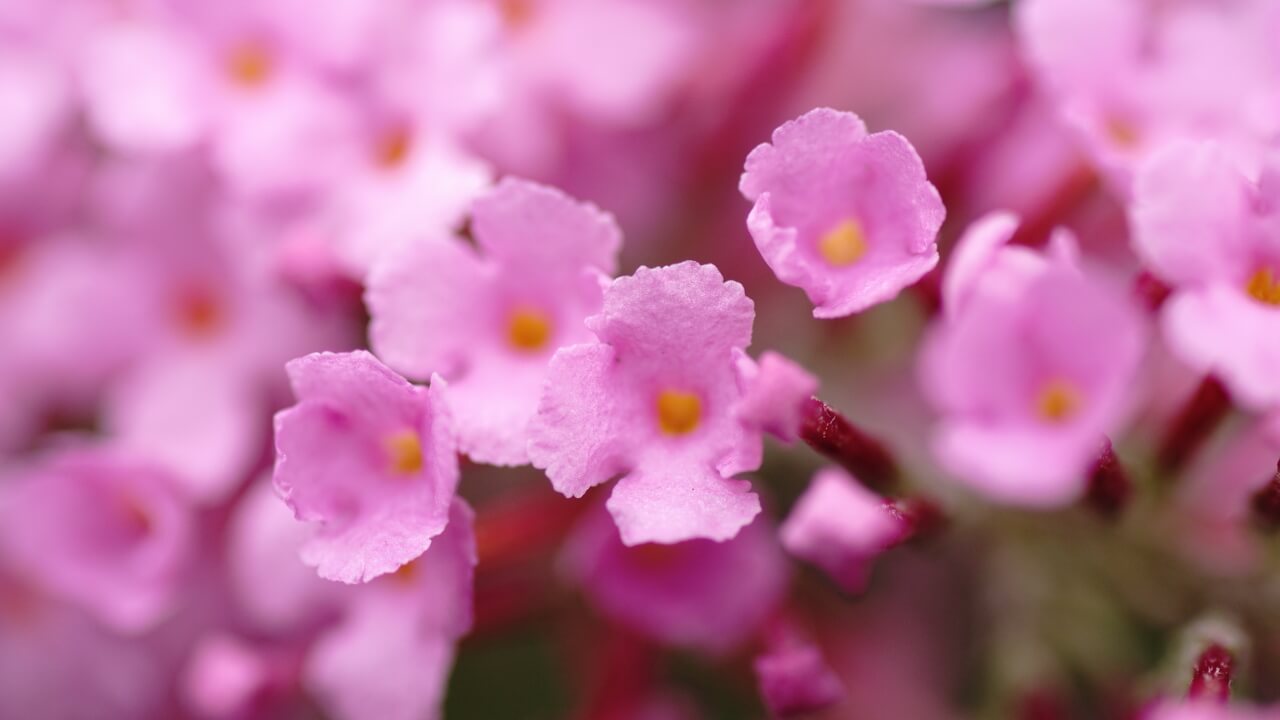 The secret of the French lilac Dr. Alice Talks