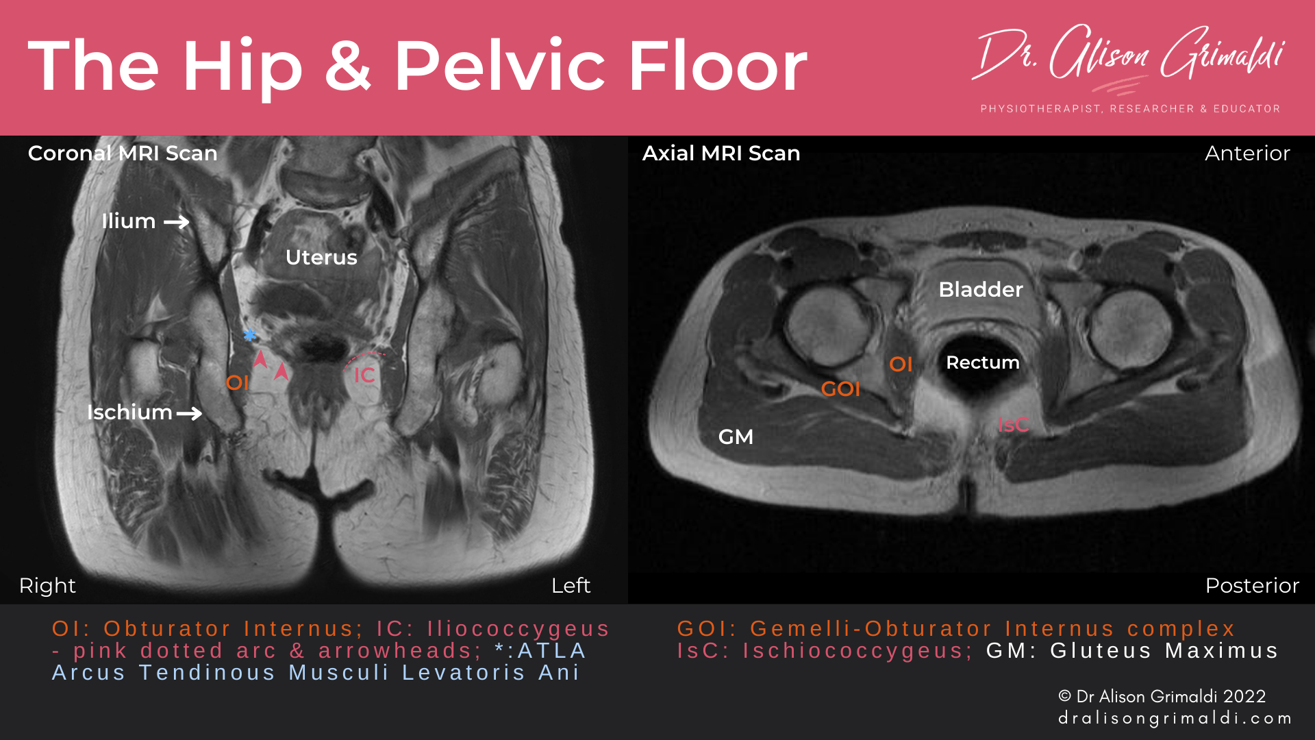 The hip and pelvic floor Let's get it together! Find out more