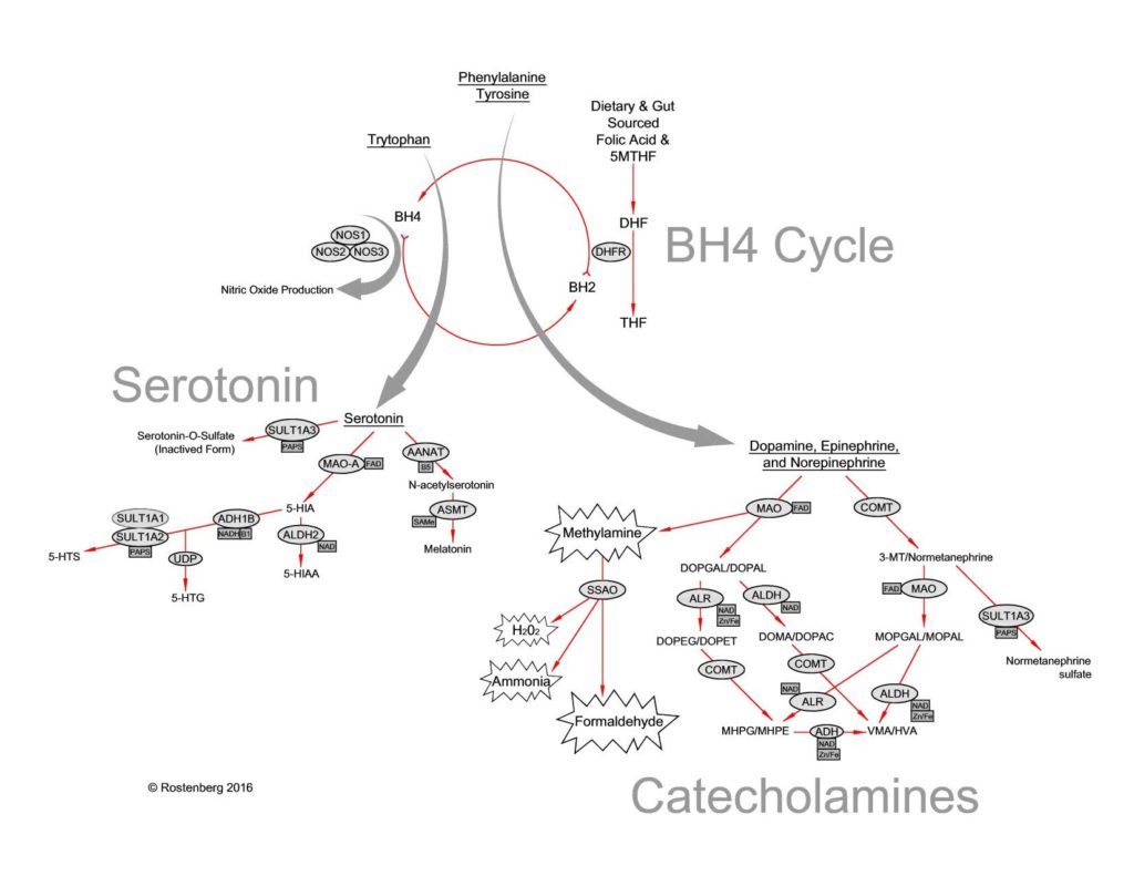 MTHFR and depression what is the link here?