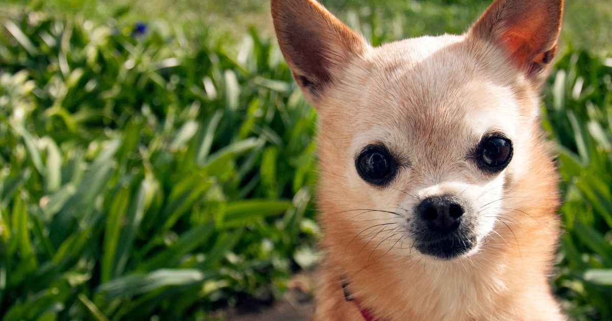 Heart Murmur and Cough in a Senior Dental Dog (HDYTT)
