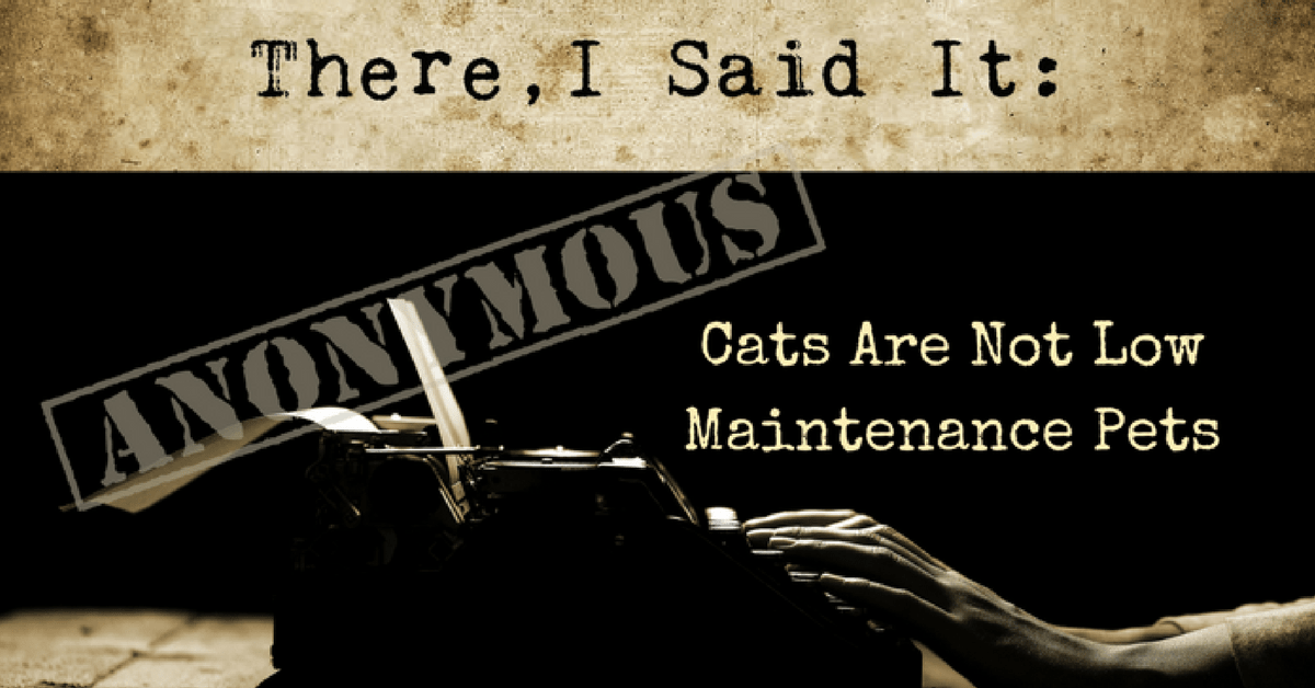 There, I Said It Cats Aren’t Low Maintenance Pets
