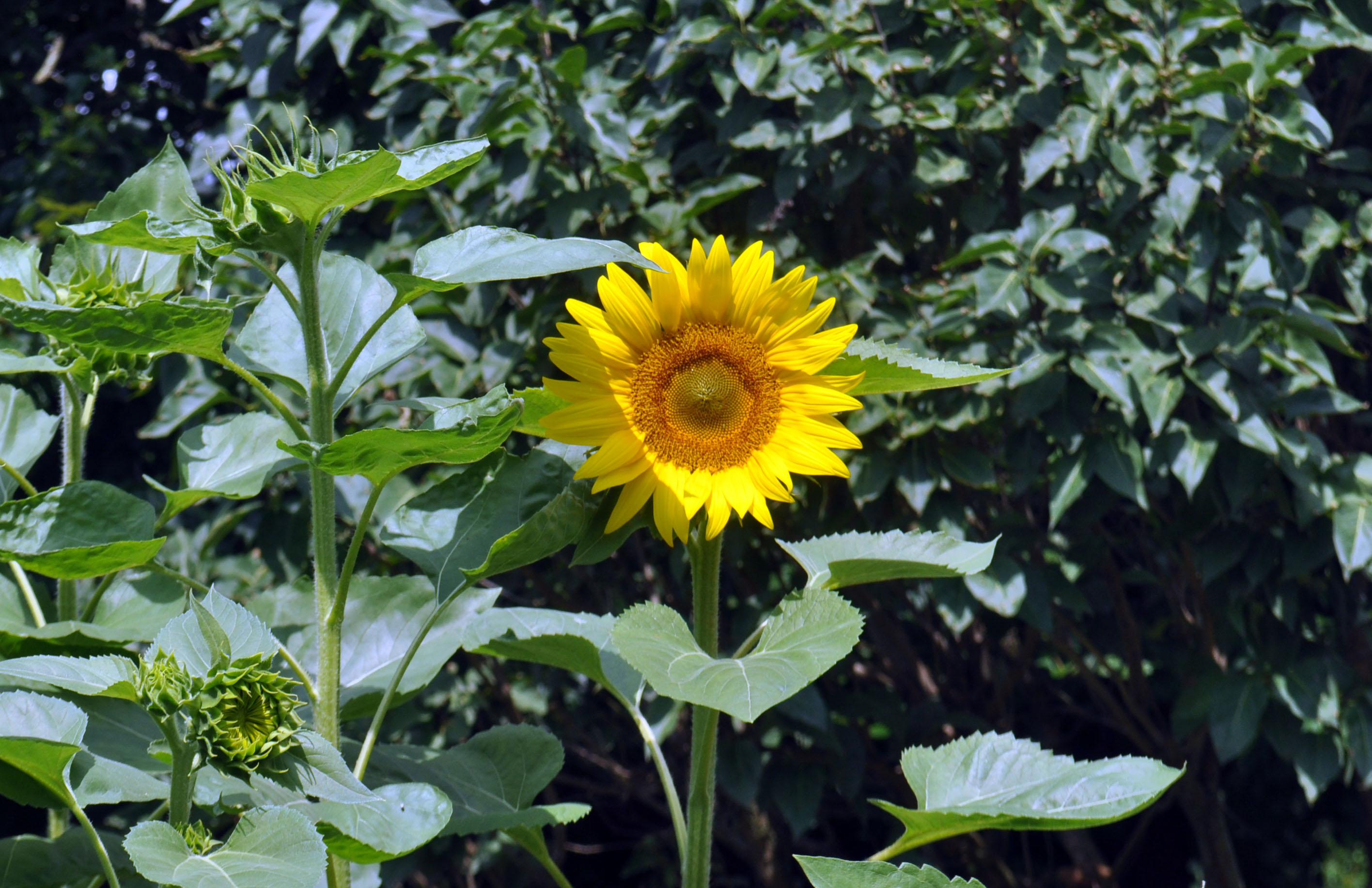 Sunflowers galore Jacobs Thoughts and Doings