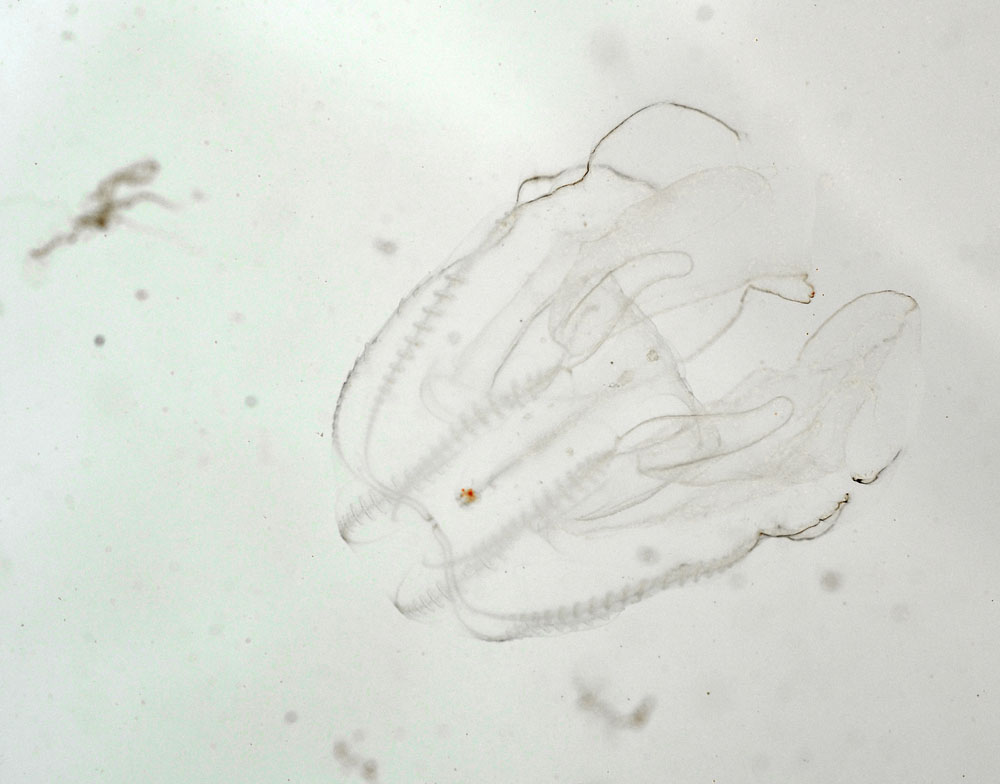 A Little Reveal A Comb Jelly draw and shoot