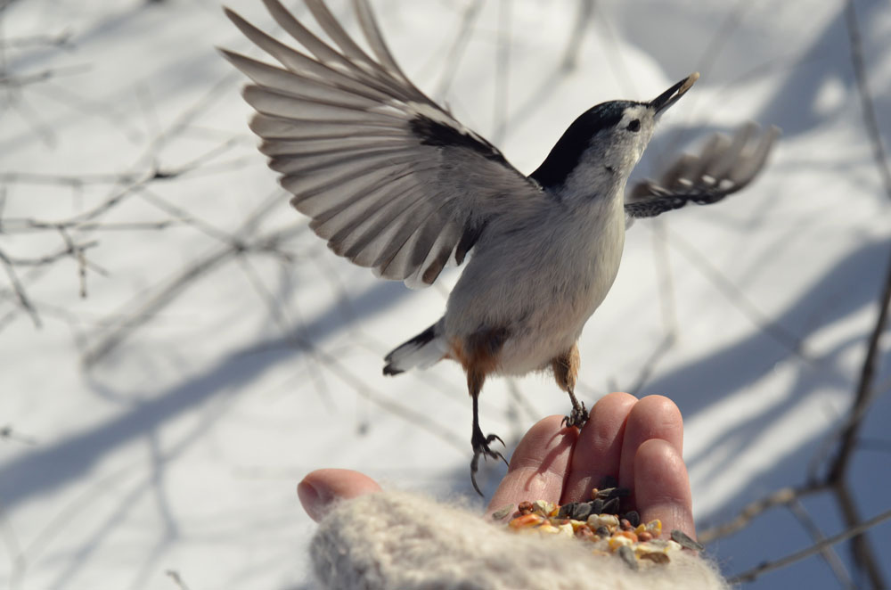 Picture Of Hand Shooting The Bird Up To Date 2022