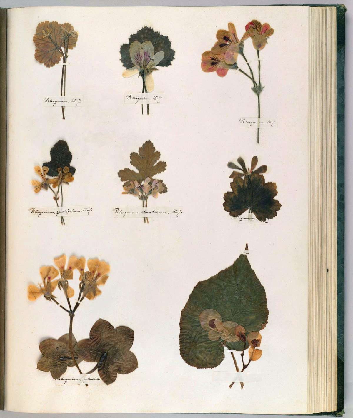 Botanical Drawing Technique Composition and Emily Dickinson’s