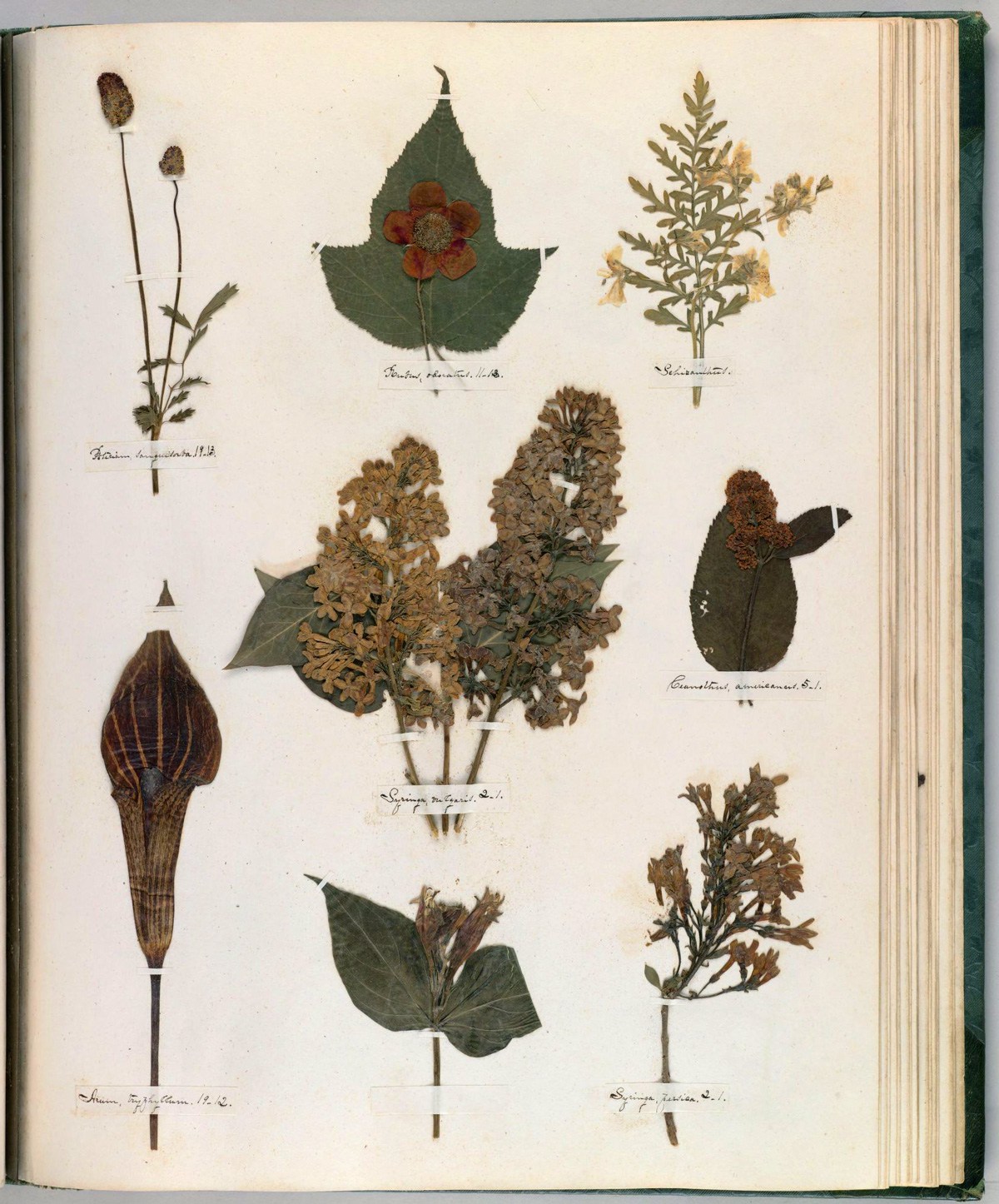 Botanical Drawing Technique Composition and Emily Dickinsonâ€™s