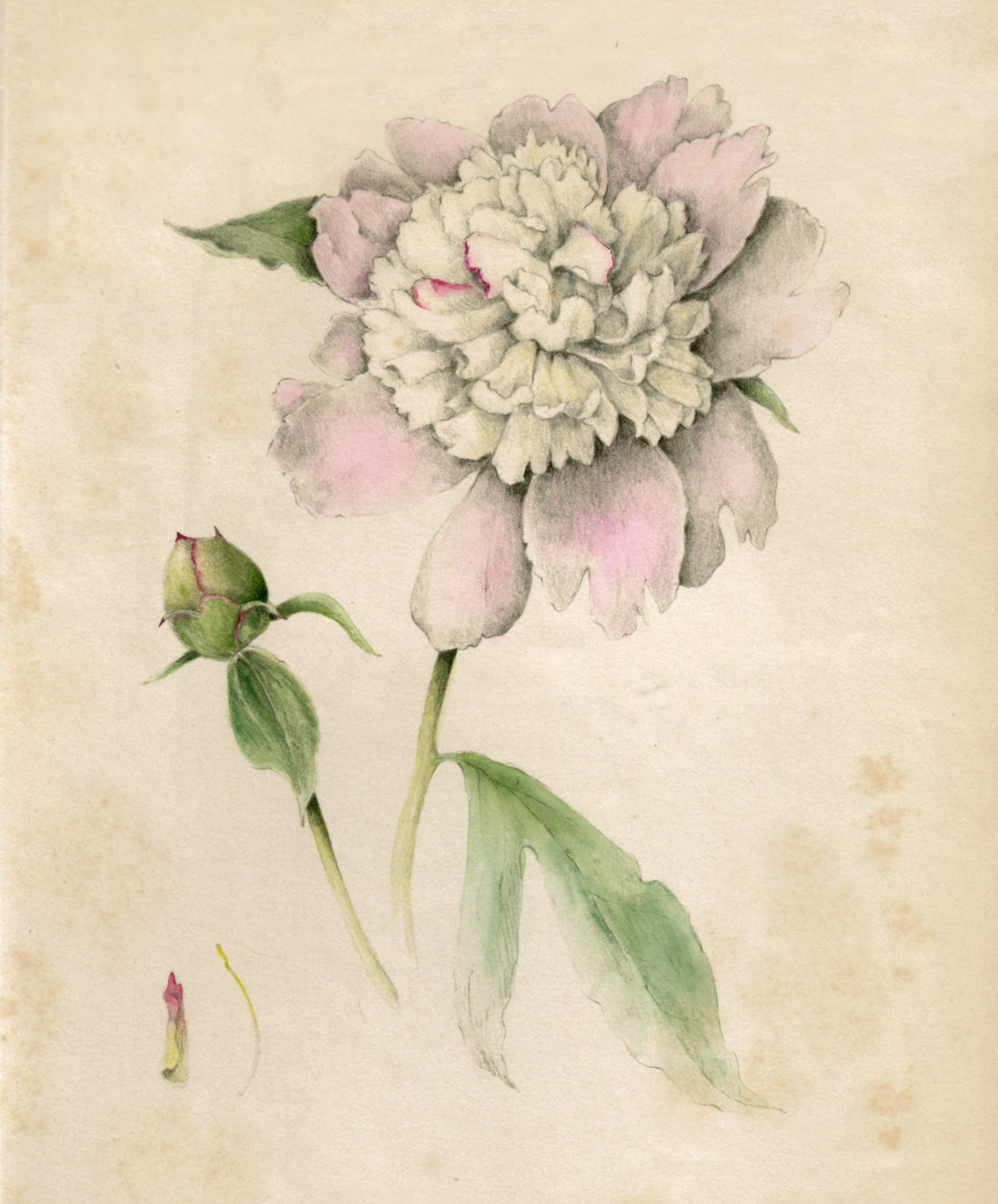 Drawing Botanical Illustration Experiments in Lithography Draw Botanical