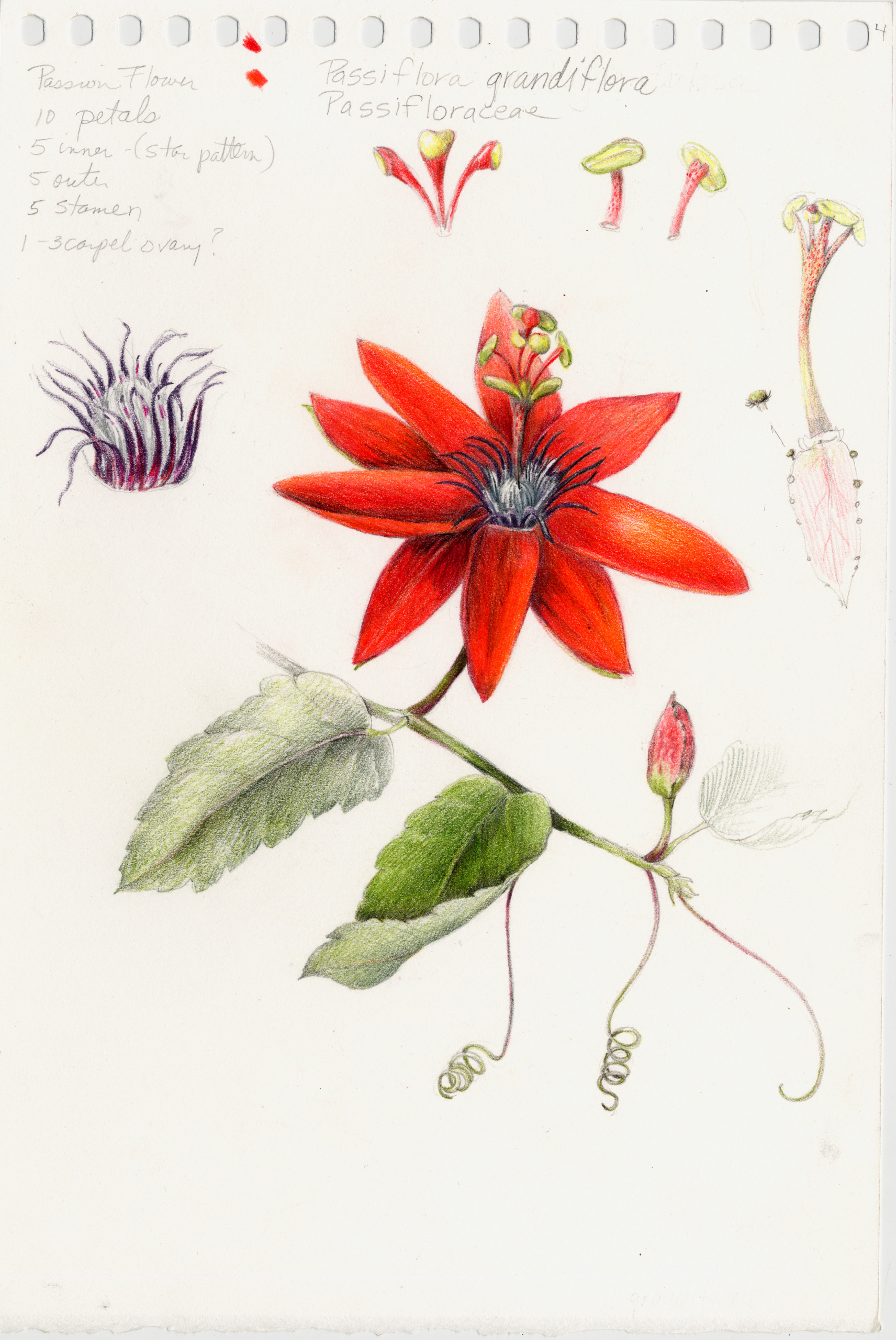 Botanical Illustration Intensive in Kauai, Hawaii February
