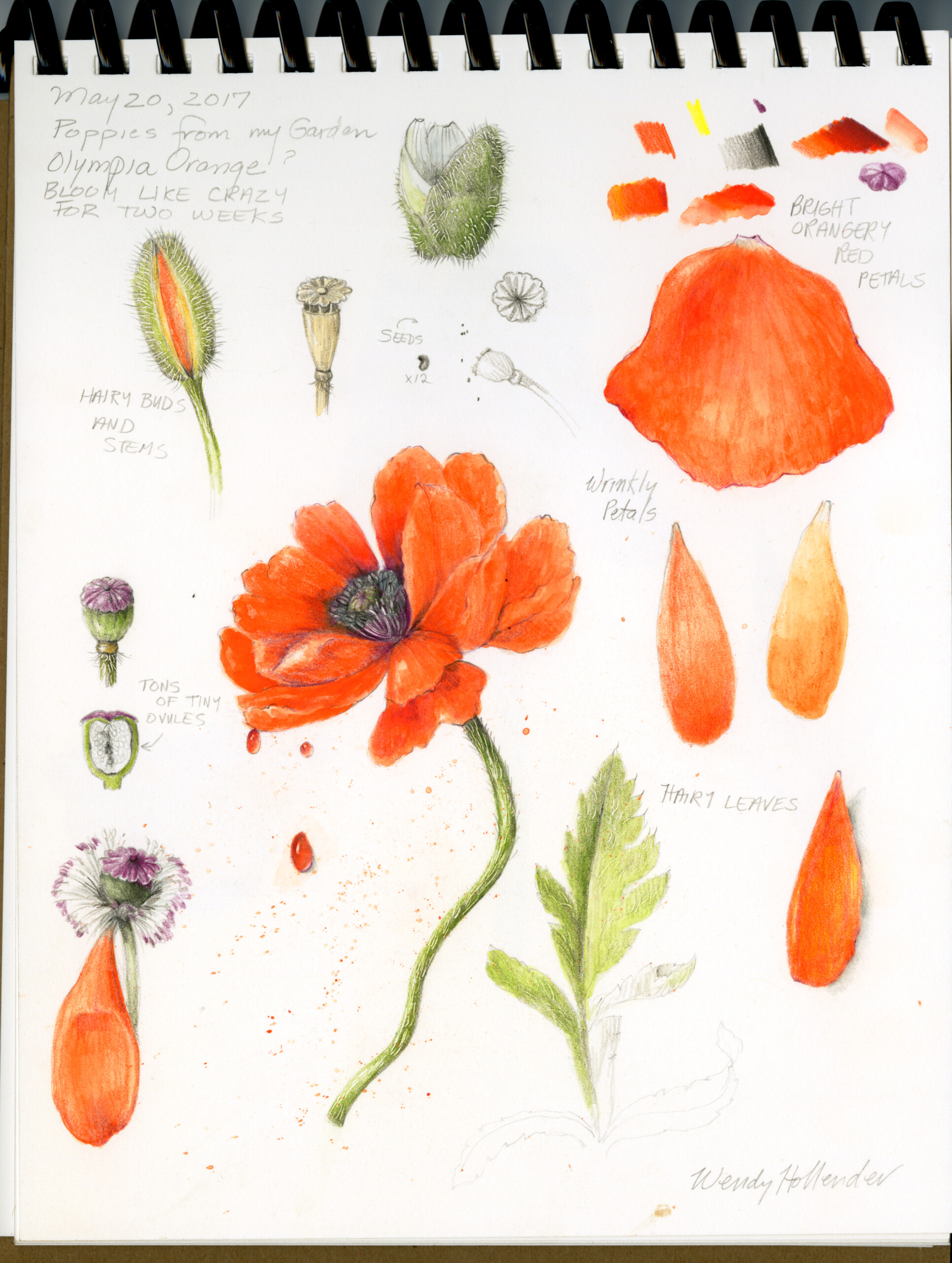 10 Questions Every Artist Should Ask While Drawing Draw Botanical LLC