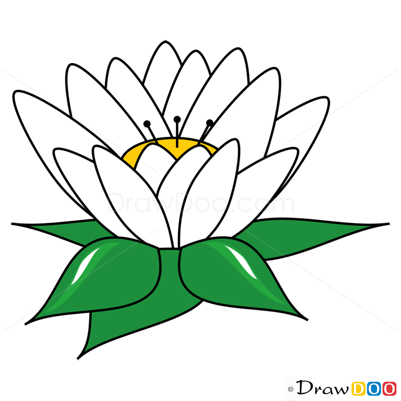 How To Draw A Water Lily Easy / It is as difficult or easy as you make it.