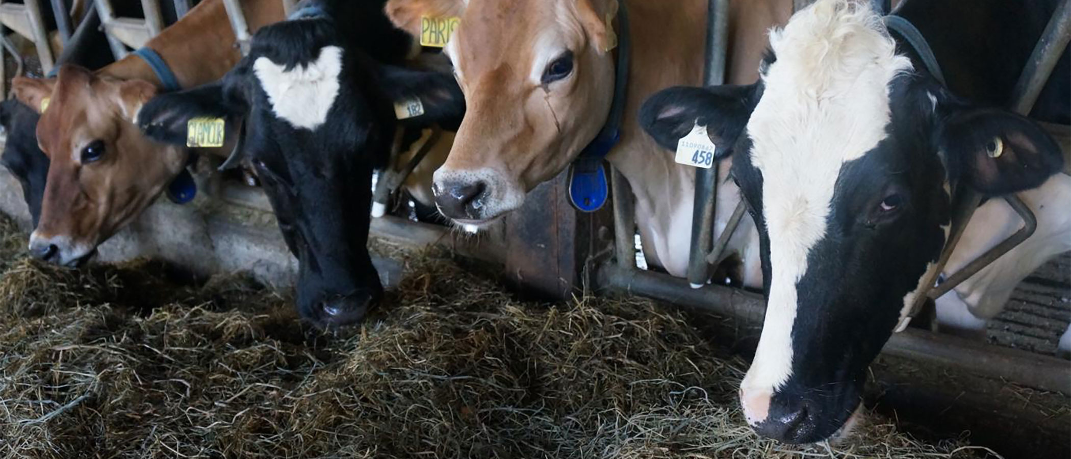 Improved Cattle Feed Project Drawdown