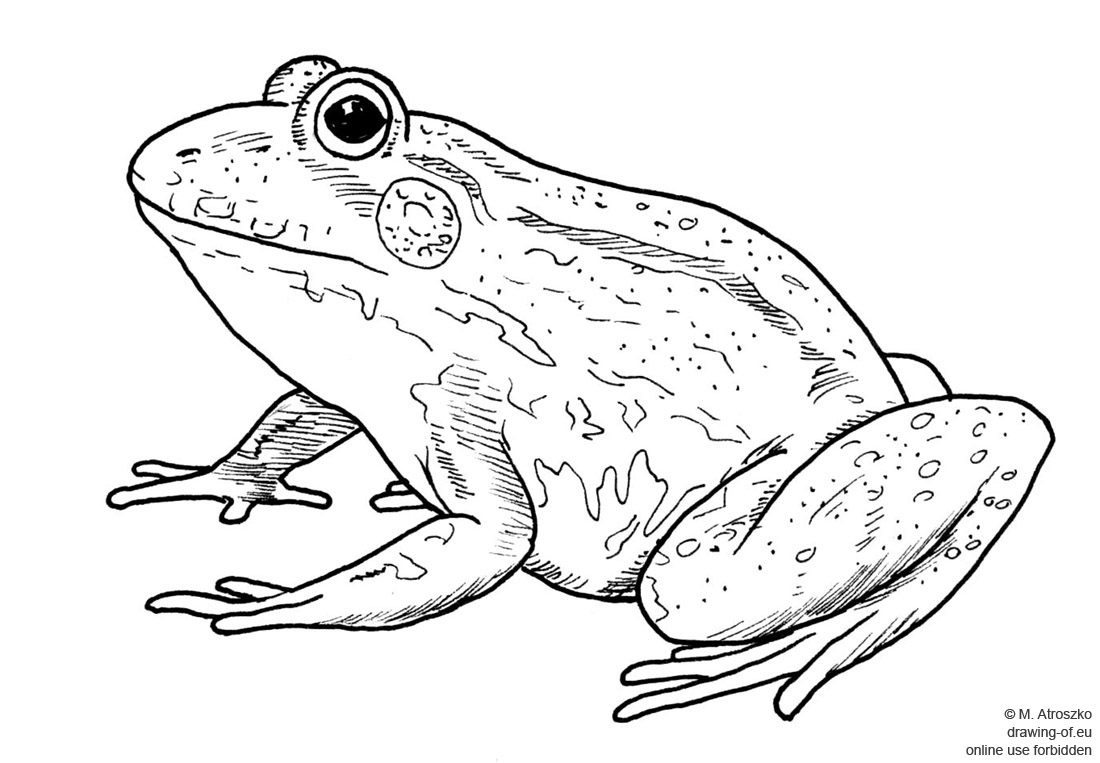 drawing of frog Line art illustrations
