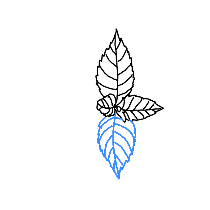 How to Draw Mint Step by Step Easy Drawing Guides