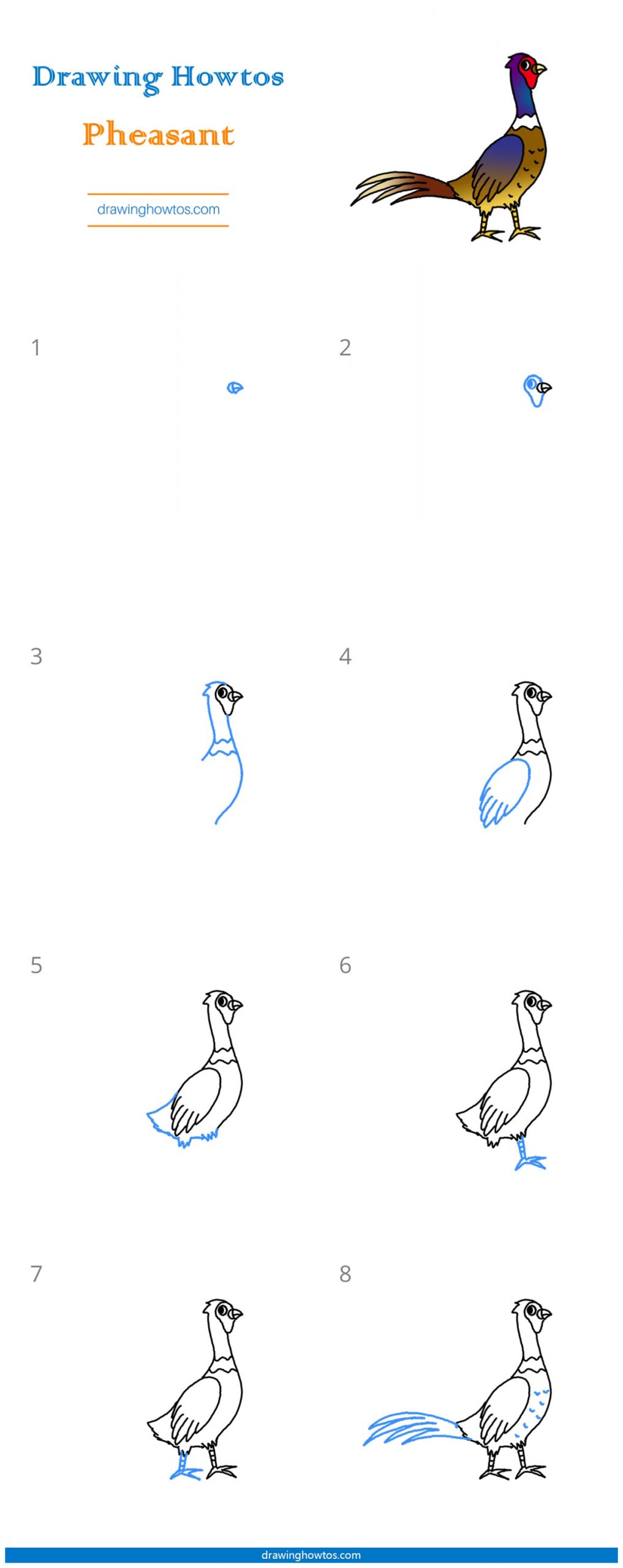 How to Draw a Pheasant Step by Step Easy Drawing Guides Drawing Howtos