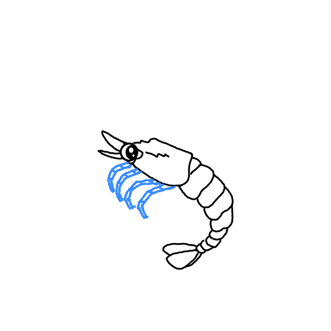 How to Draw a Shrimp Step by Step Easy Drawing Guides Drawing Howtos