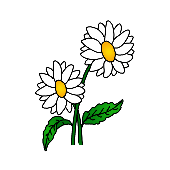 How to Draw Gerbera Daisy Flowers Step by Step Easy Drawing Guides