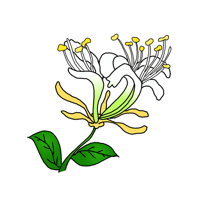 How to Draw Honeysuckle Flowers Step by Step Easy Drawing Guides