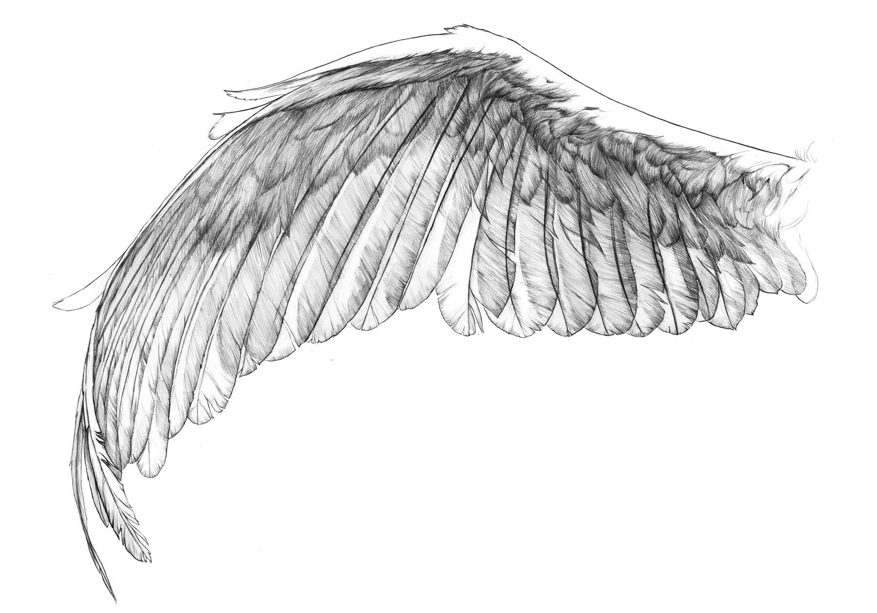 Angel Wings Drawing Reference Carinewbi
