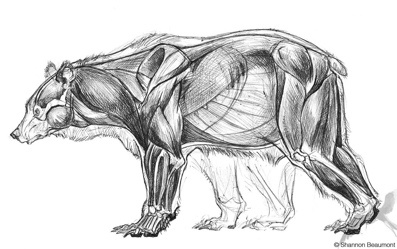 Grizzly bear Drawing Reference and Sketches for Artists