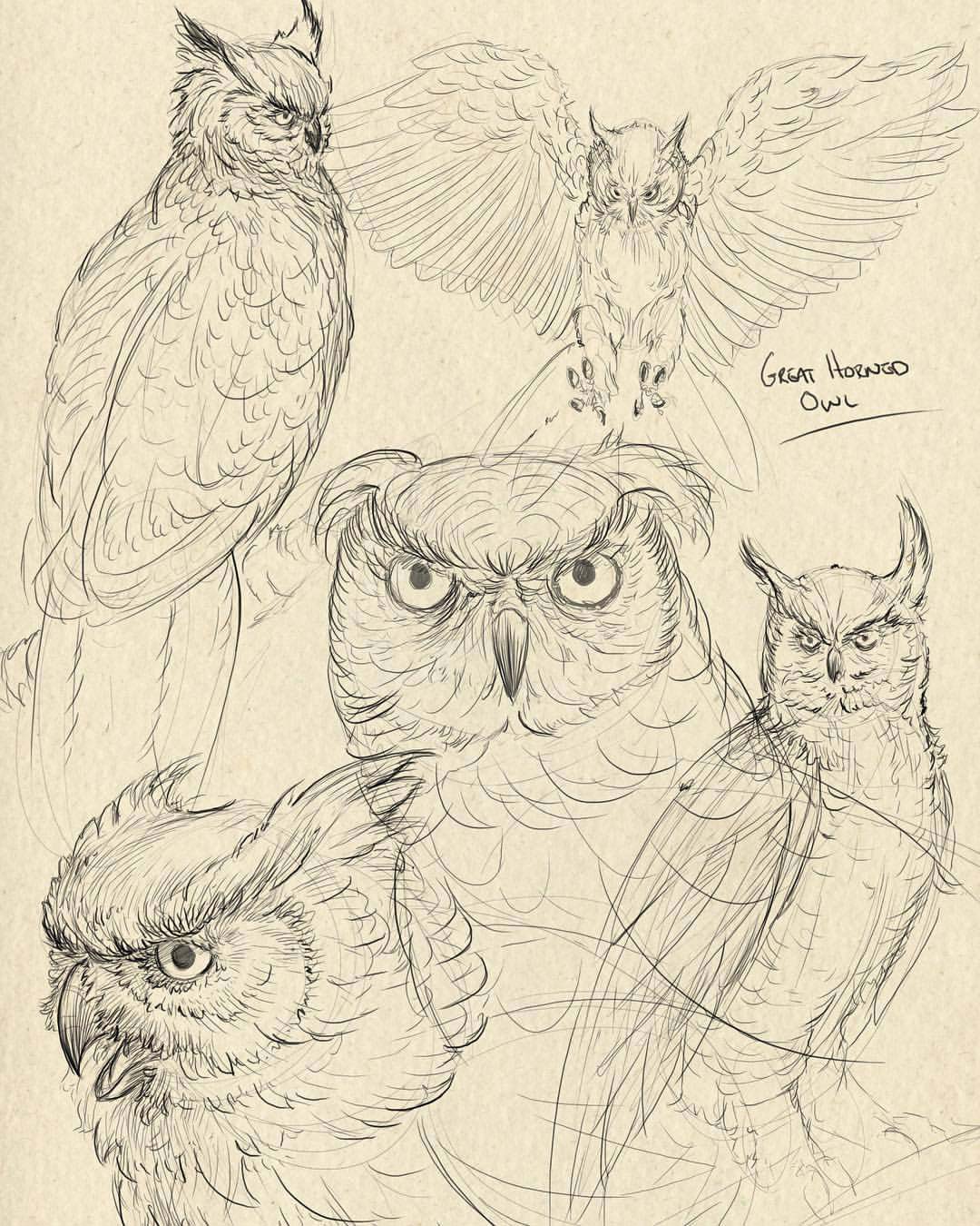 Owl Drawing Reference and Sketches for Artists