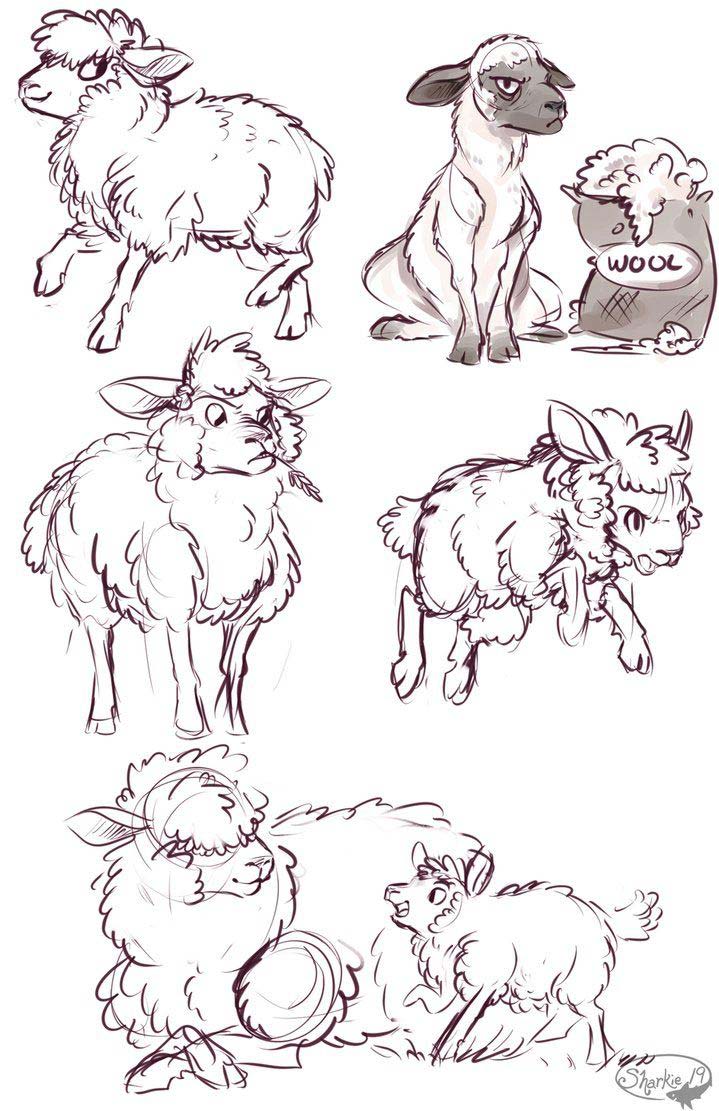 Sheep Drawing Reference and Sketches for Artists