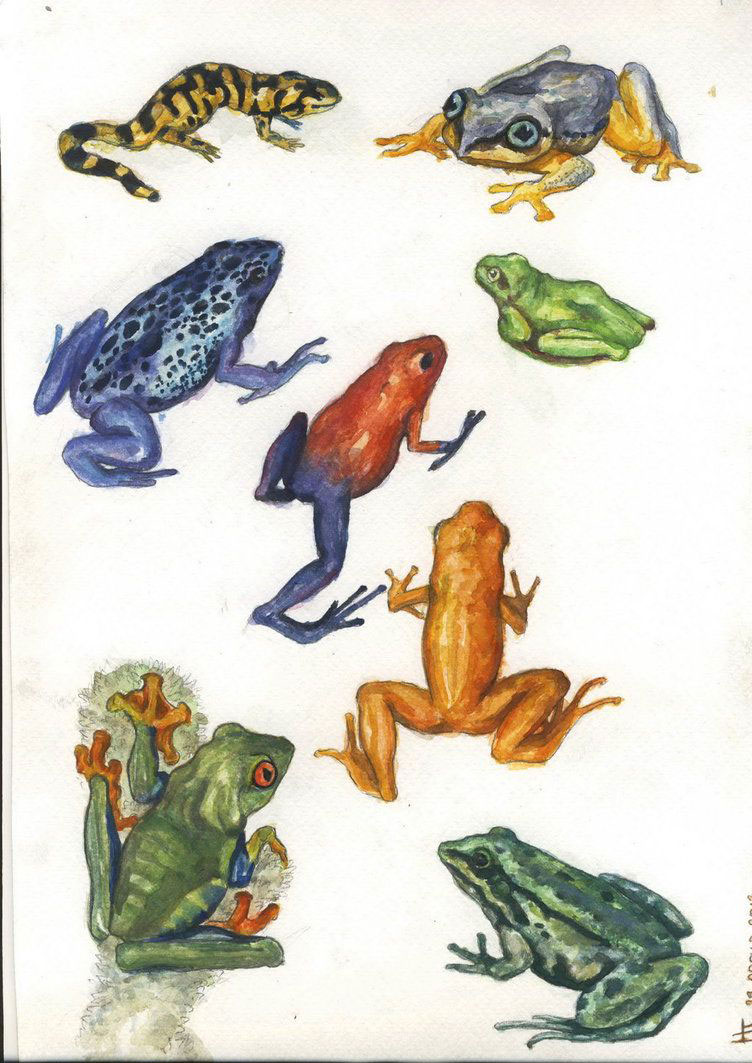 Frog Drawing Reference and Sketches for Artists