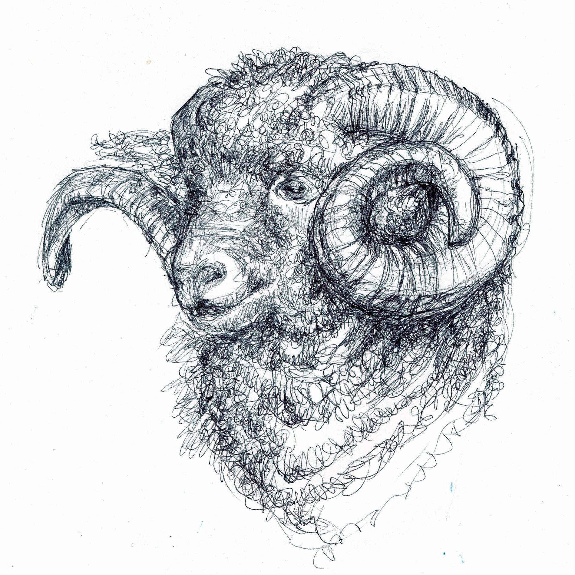 Ram Drawing Reference and Sketches for Artists