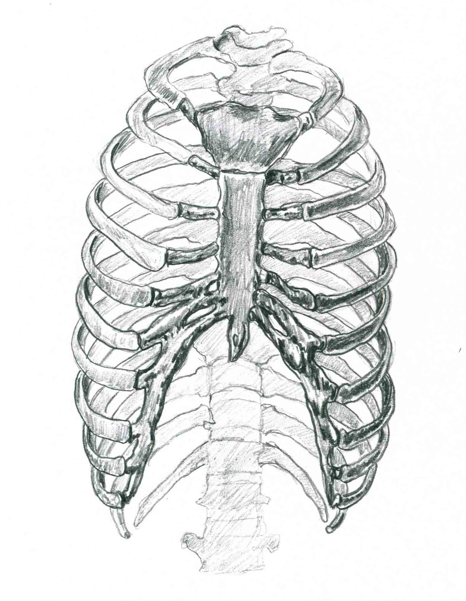 20+ Rib Cage Drawings HabonGwydion
