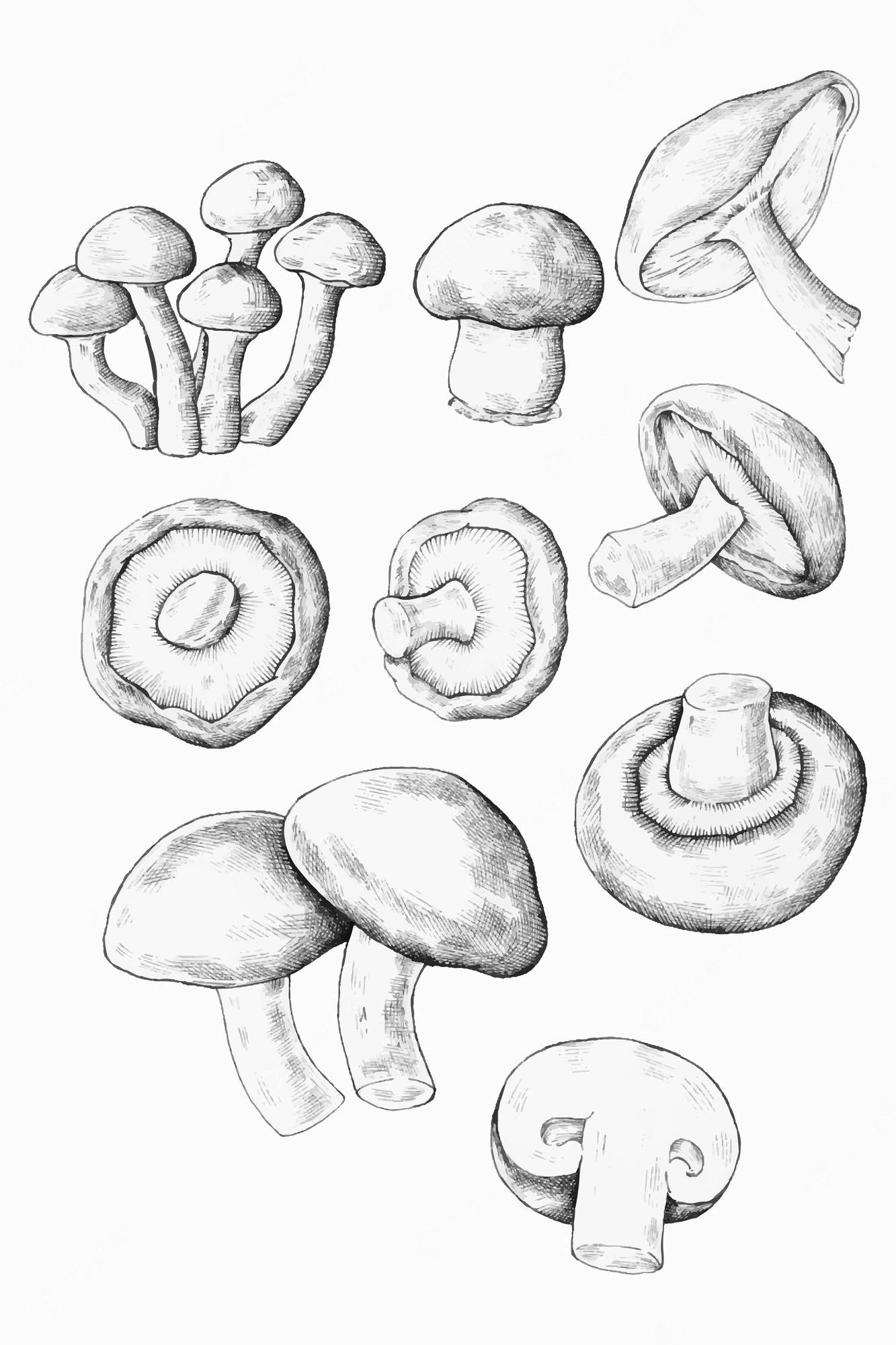 Mushroom Drawing Reference and Sketches for Artists