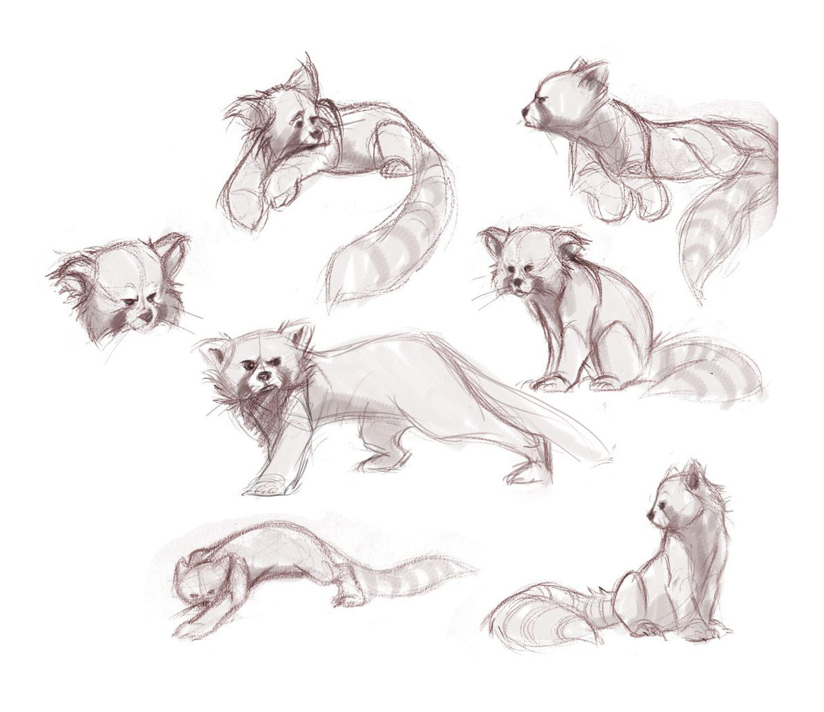 Red panda Drawing Reference and Sketches for Artists