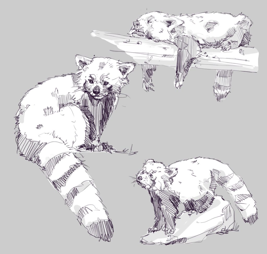 Red panda Drawing Reference and Sketches for Artists