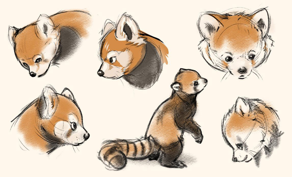 Red panda Drawing Reference and Sketches for Artists