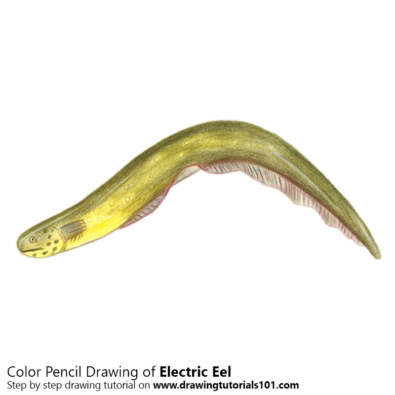 How to Draw an Electric Eel (Fishes) Step by Step