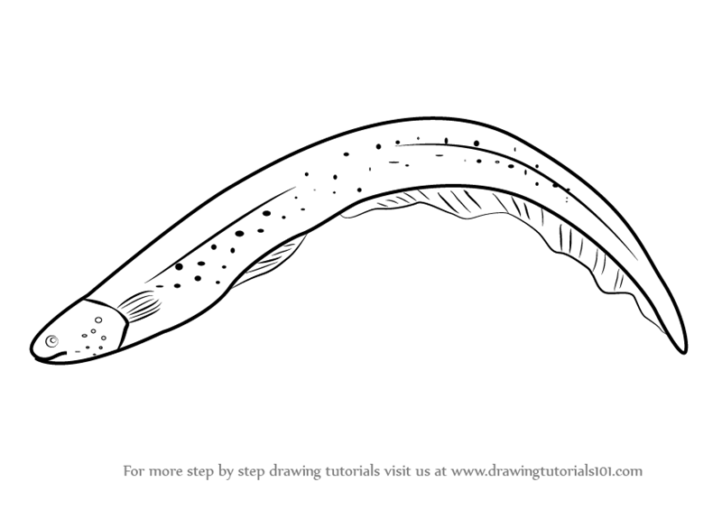 Learn How to Draw an Electric Eel (Fishes) Step by Step Drawing Tutorials