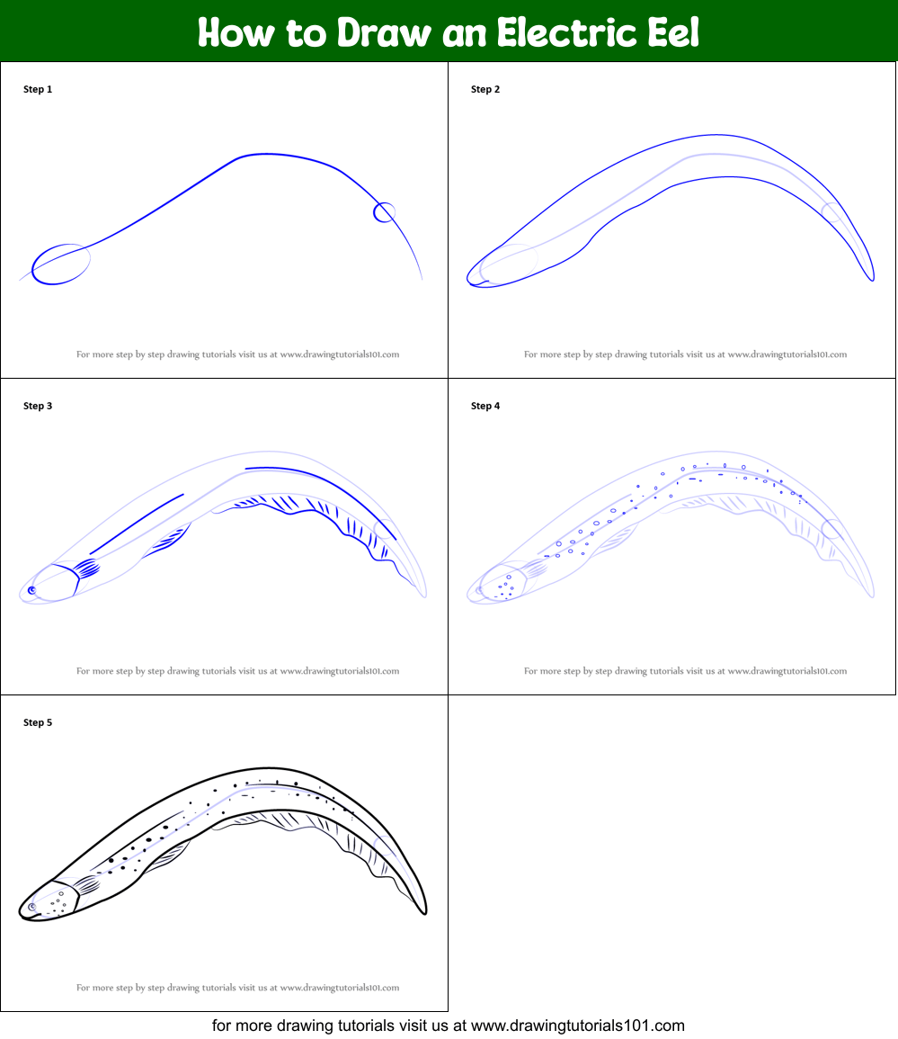 How to Draw an Electric Eel (Fishes) Step by Step