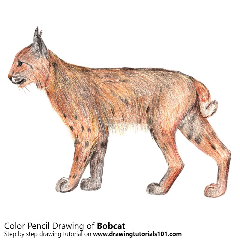 How to Draw a Bobcat (Wild Animals) Step by Step