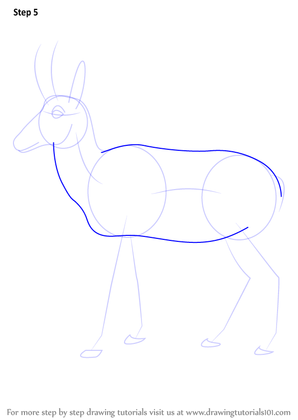 How to Draw a Pronghorn (Wild Animals) Step by Step