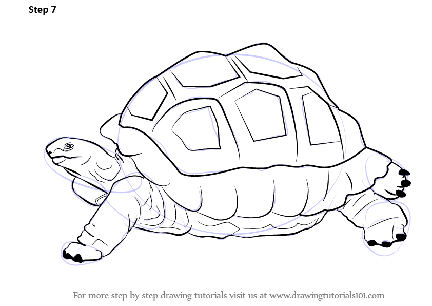 How to Draw a Tortoise (Zoo Animals) Step by Step