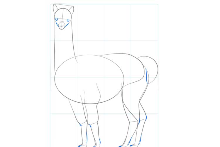 How to draw an Alpaca Face, Head,Very Cute and Simple Drawing