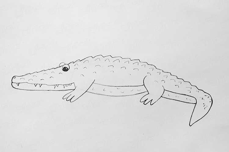 Alligator Drawing Easy, Simple, Line and Step by Step