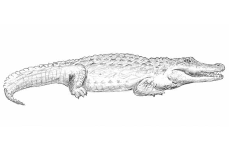 Alligator Drawing Easy, Simple, Line and Step by Step