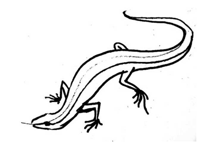 How to Draw a Lizard Easy, Realistic, For Kids and Head