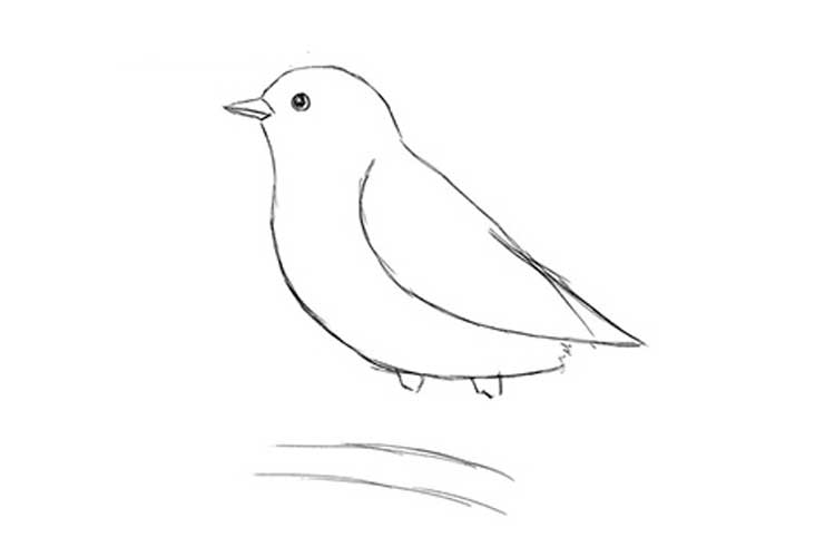 Bird Drawing Realistic, Easy and Simple
