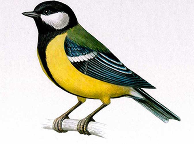 Bird Drawing Realistic, Easy and Simple