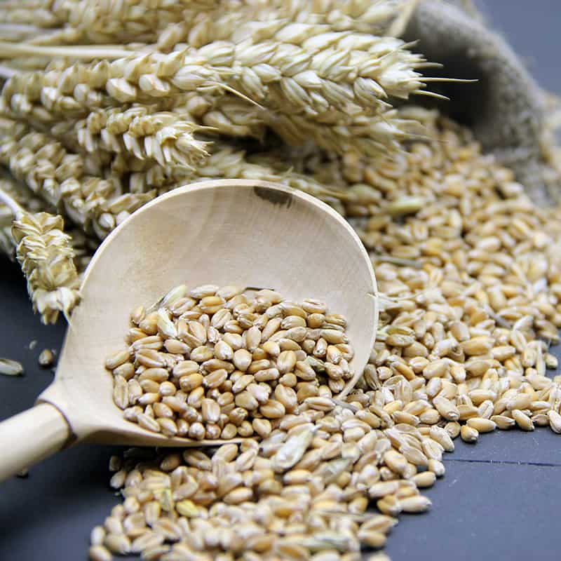 Barley Nutrition Facts, Pearled Barley Nutrition Facts Eat This Much